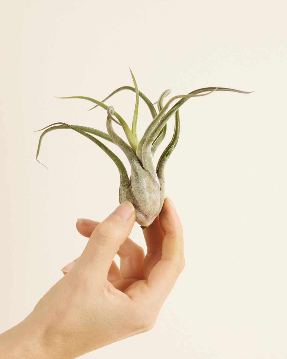 ブロメリア・エアープランツ Tillandsia Hats Off Tillandsia Hats off 観葉植物