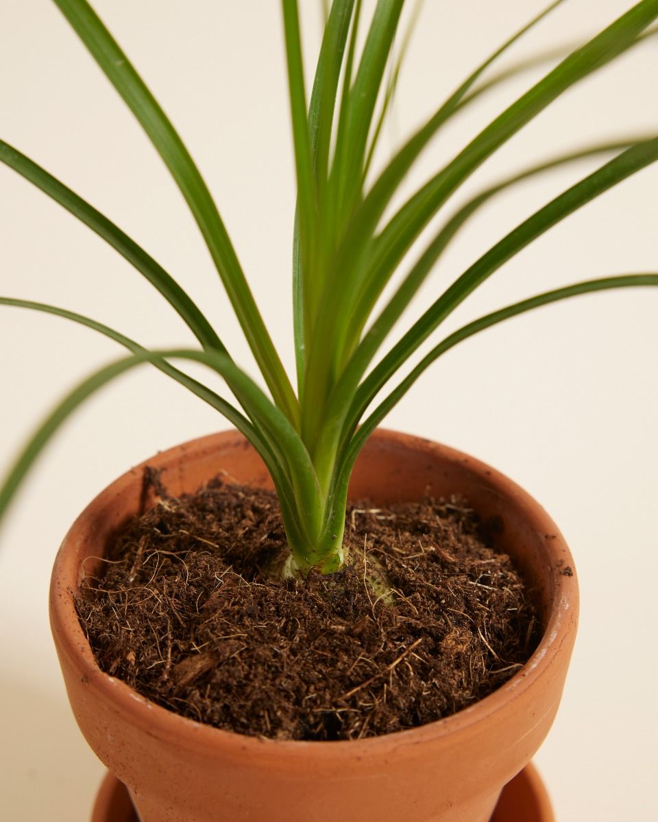 Shop Beaucarnea Recurvata S (Ponytail palm) online | PLNTS.com