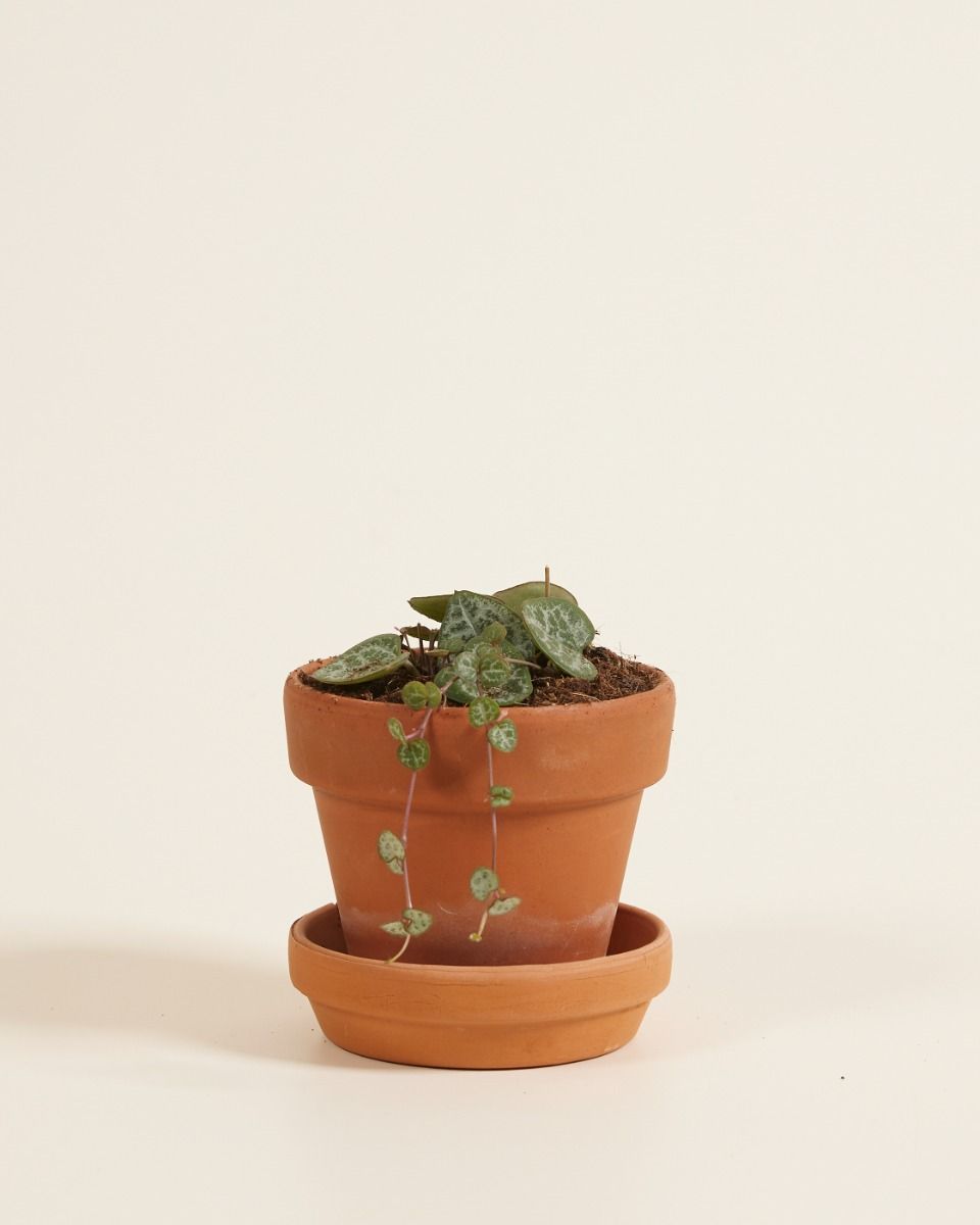 Shop Ceropegia Woodii String of Hearts S (Lantern Flower) online