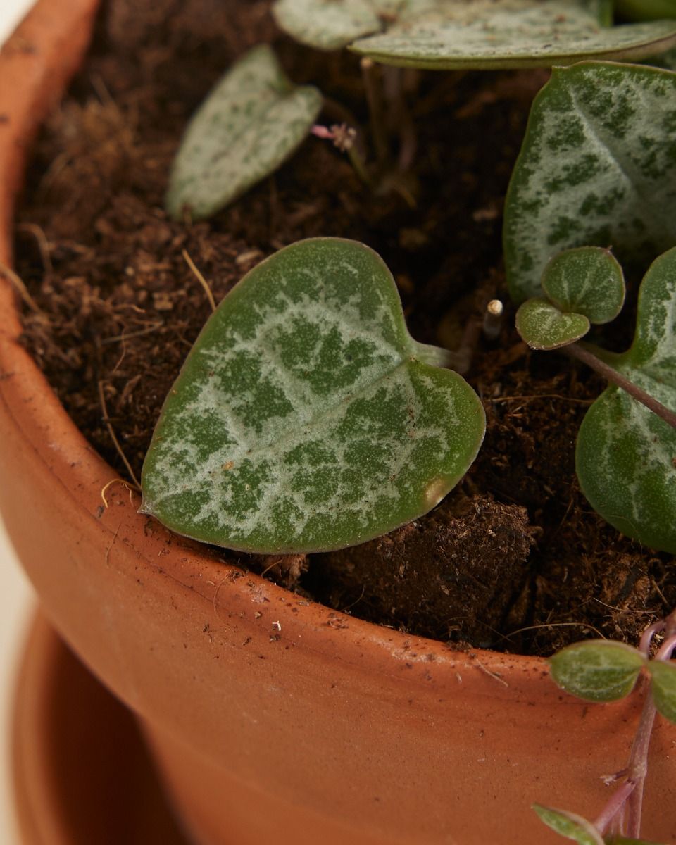 Shop Ceropegia Woodii String of Hearts S (Lantern Flower) online