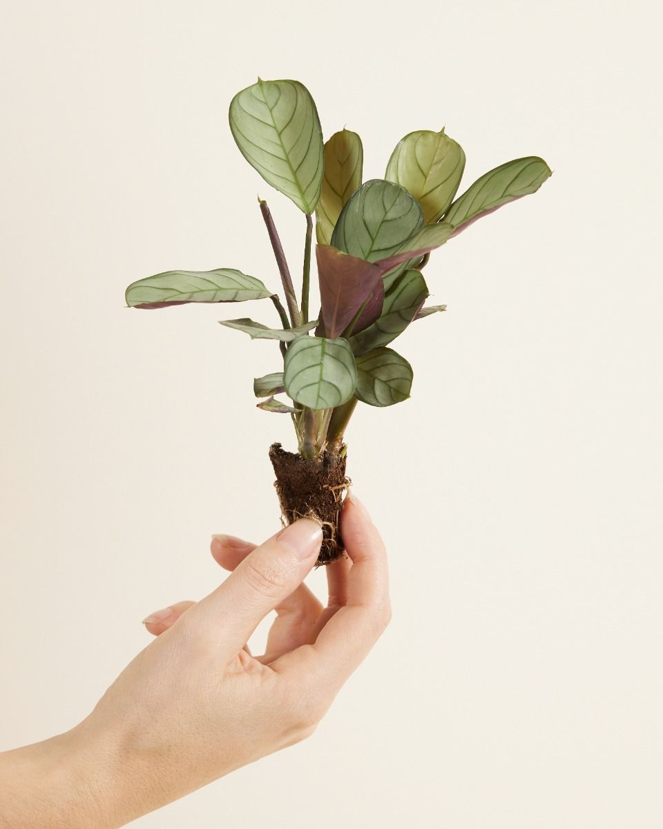 Pflegetipps fr Ctenanthe (Never Never Pflanze) | PLNTS.com