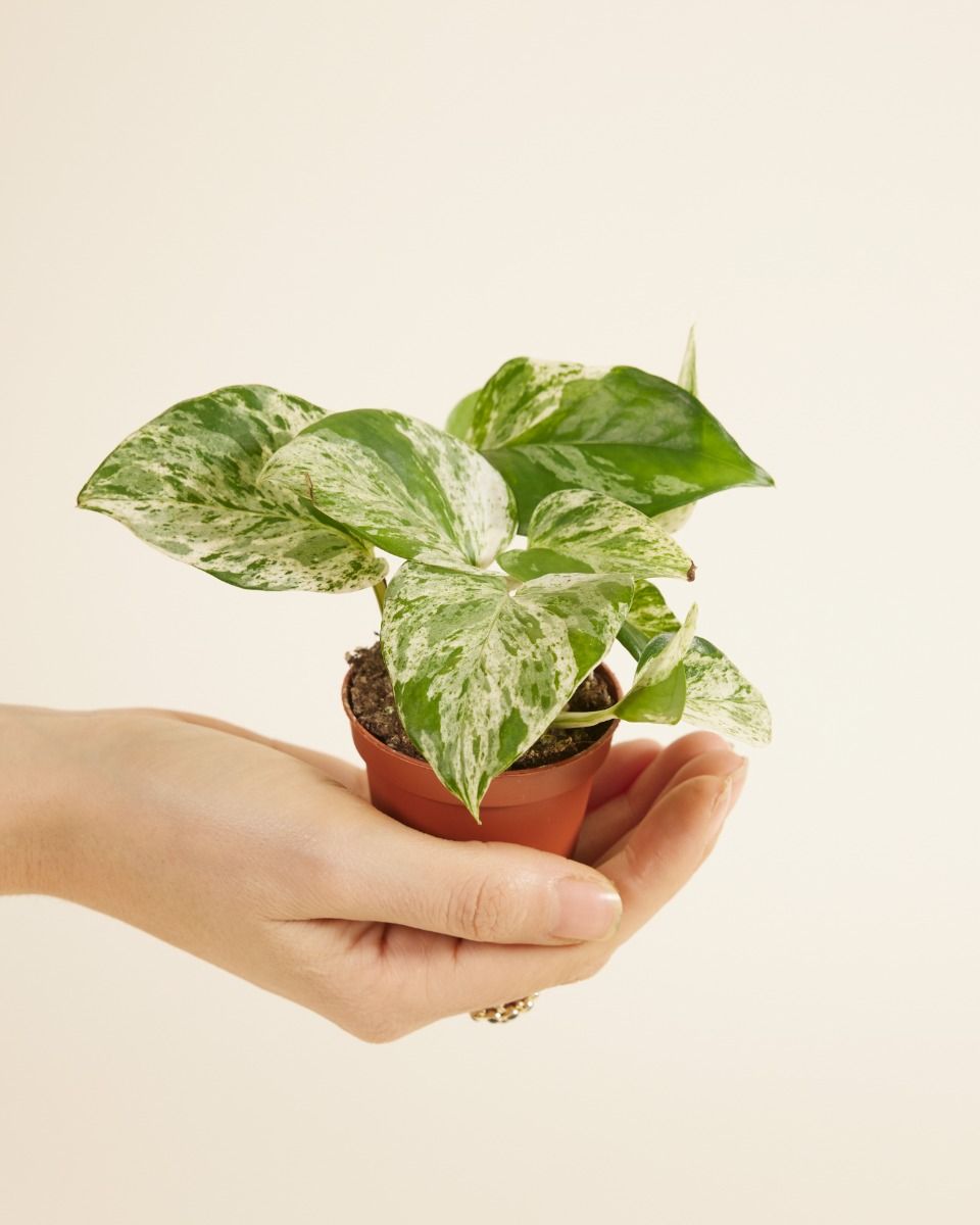 Epipremnum Aureum Marble Queen S (Pothos) online kaufen | PLNTS.com