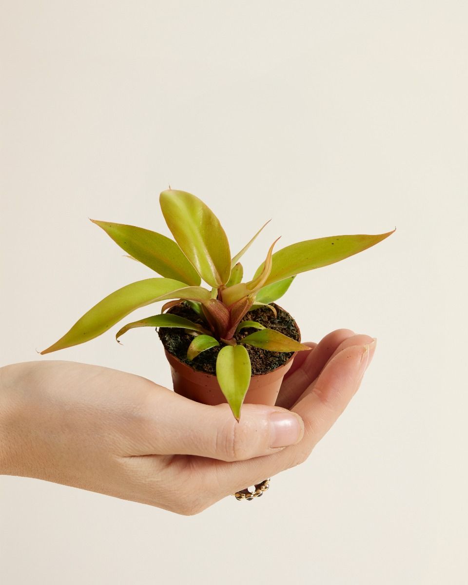Shop Hybrid plants online | PLNTS.com