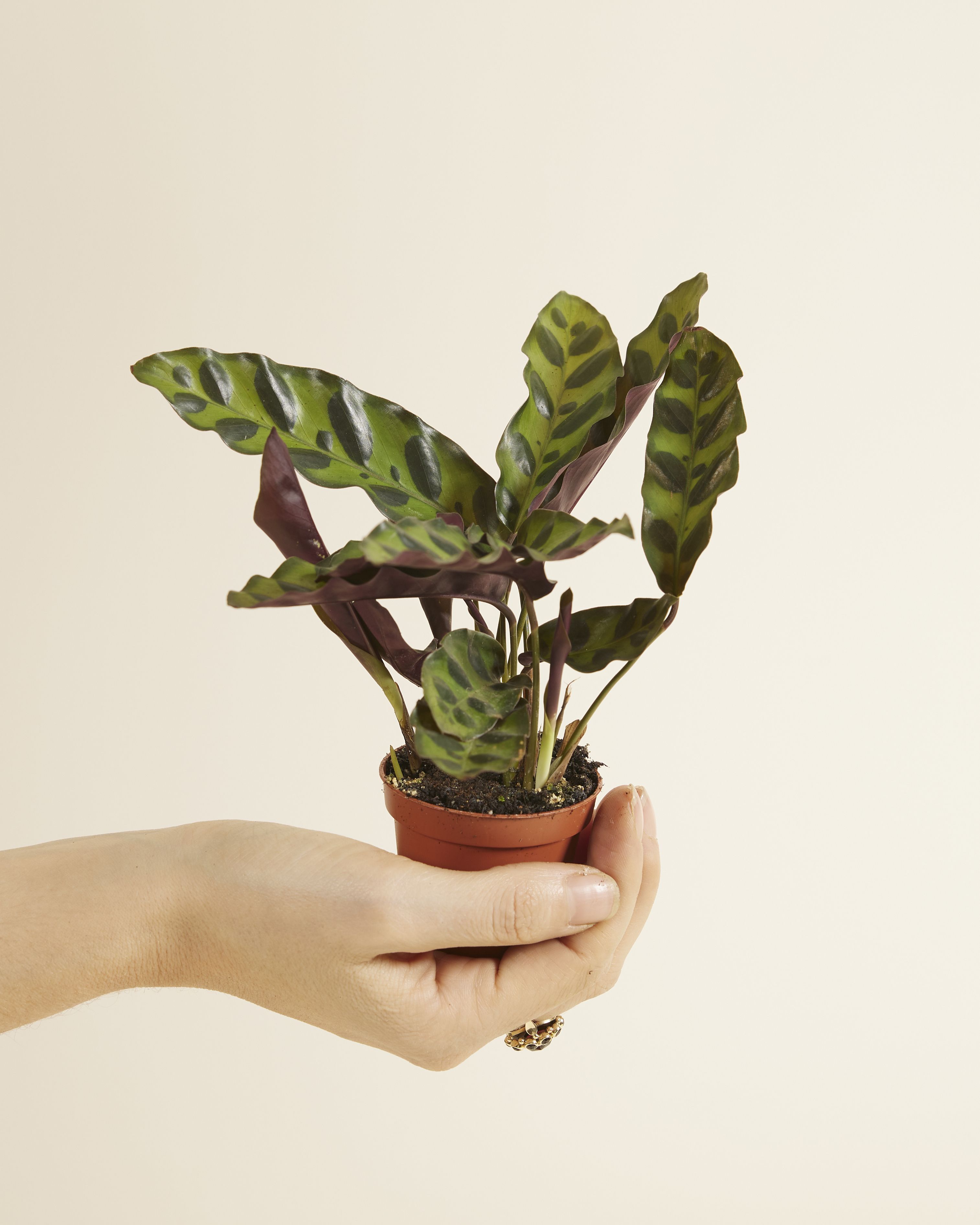 calathea firestar Calathea Setosa (Compact Star) For Sale Including Care Guide