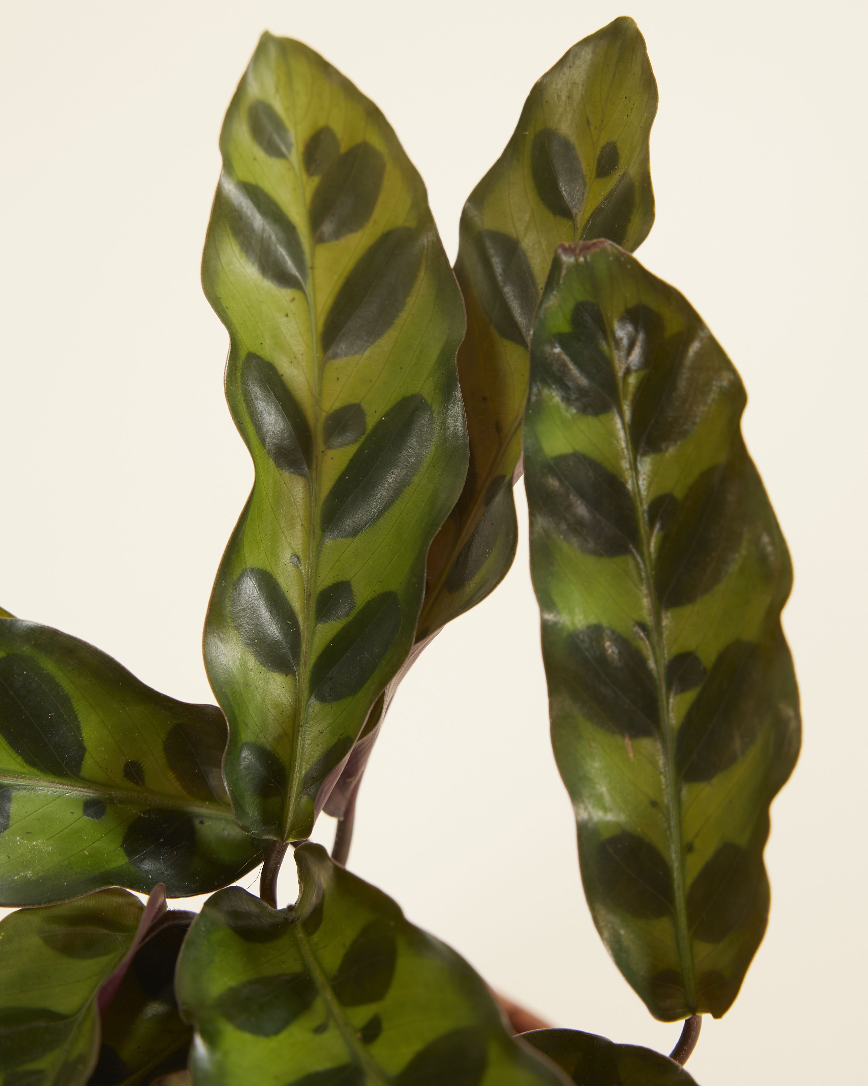 sansevieria cylindrica star canary Sansevieria Cylindrica Starfish  Plant Material