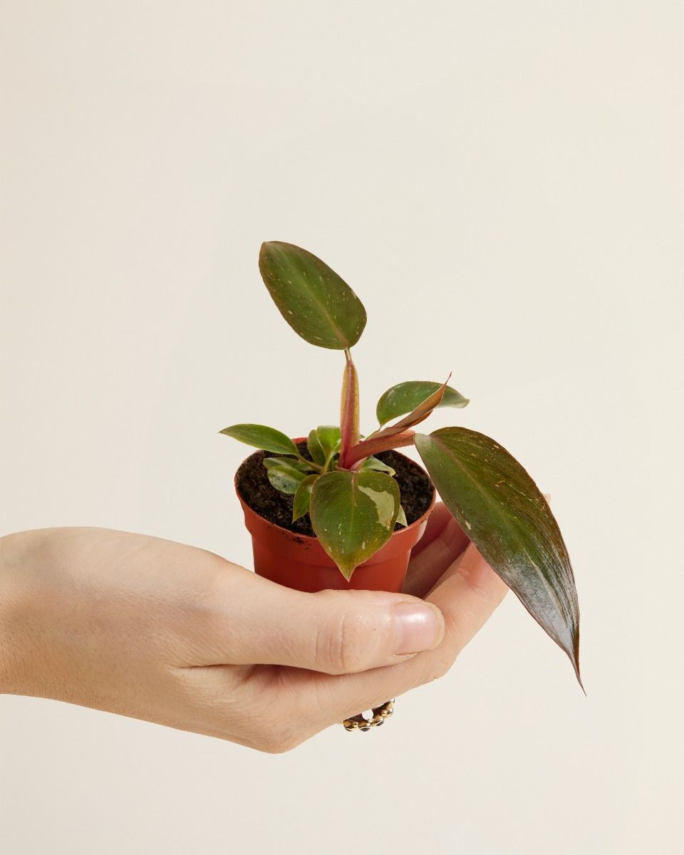 Shop Philodendron online | PLNTS.com
