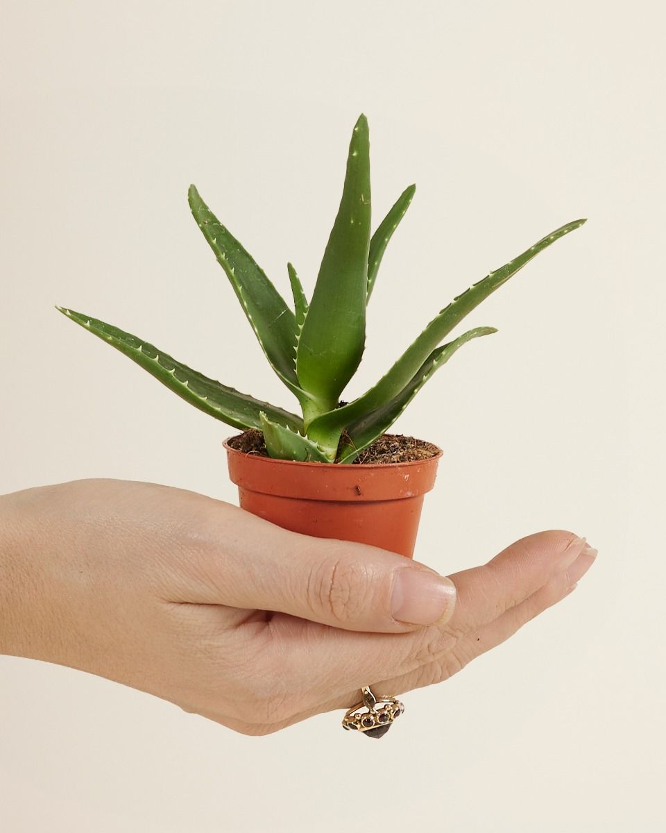 stiftung warentest aloe vera saft Bio Aloe Vera Saft (1 Liter) mit 1.200mg Aloverose von amaiva main image 1