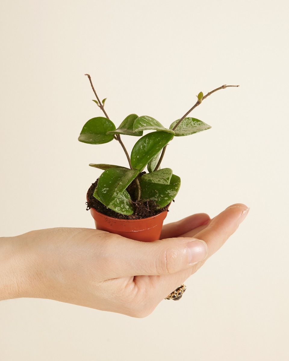 Shop Hybrid plants online | PLNTS.com