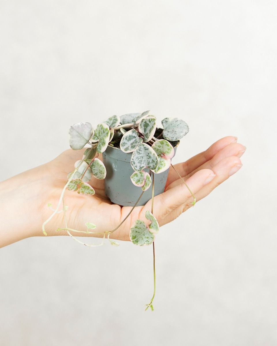 Acheter Ceropegia Woodii Variegata S (Chaîne des cœurs) en ligne