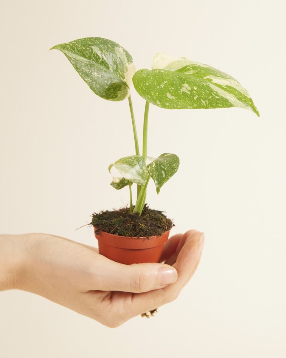 buy wasabi plants Hon Wasabi, 1.48 oz — Umami Insider