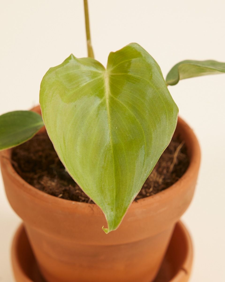 all philodendron Heartleaf Philodendron Totem with Planter main image 1