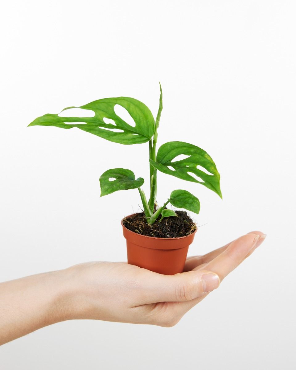 Acheter Plantes d'intérieur en ligne