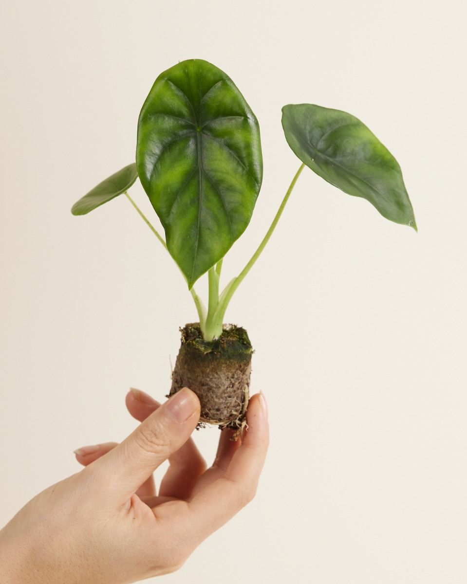 Shop Alocasia Clypeolata Green Shield S (Elephant Ears) online