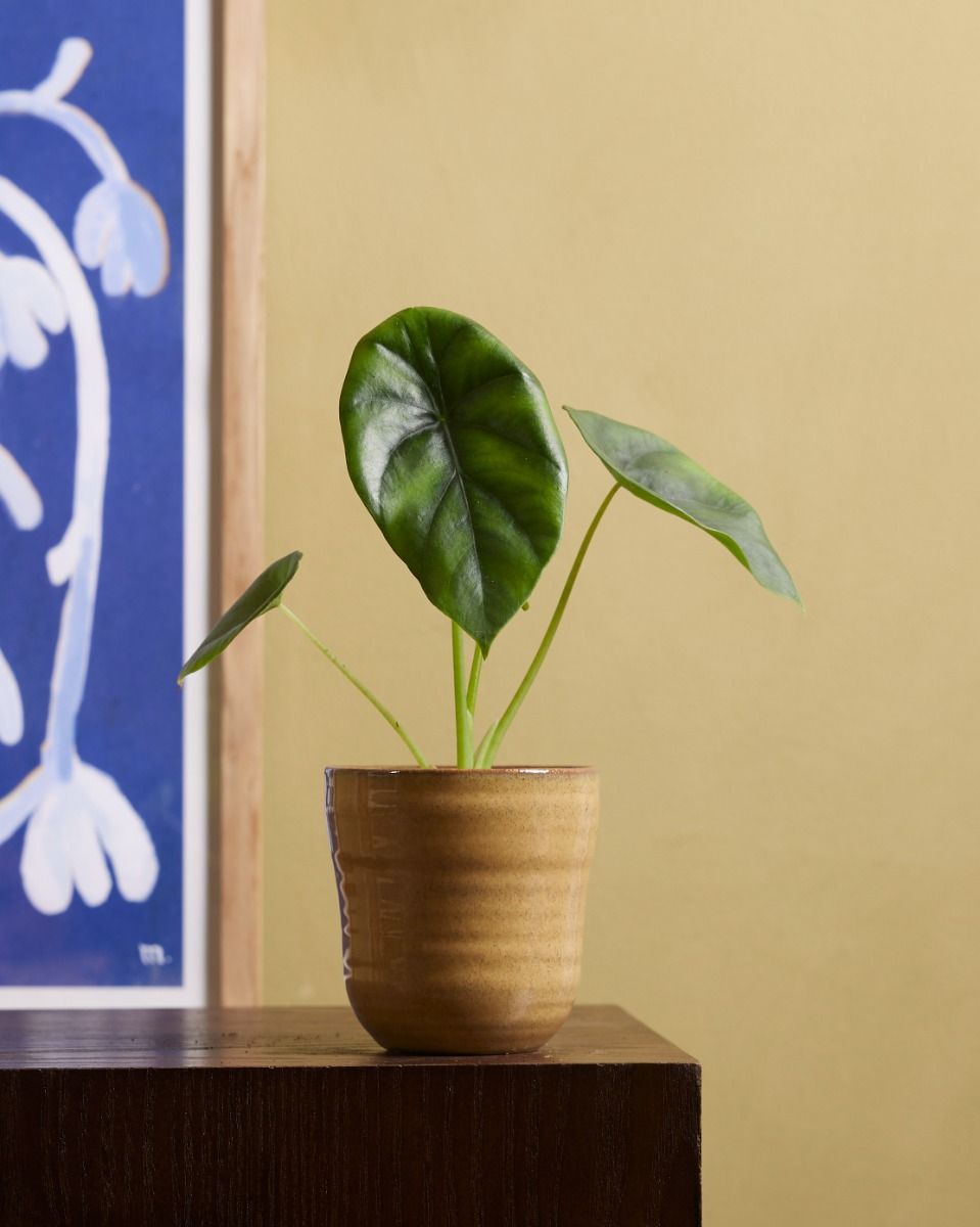 Shop Alocasia Clypeolata Green Shield S (Elephant Ears) online