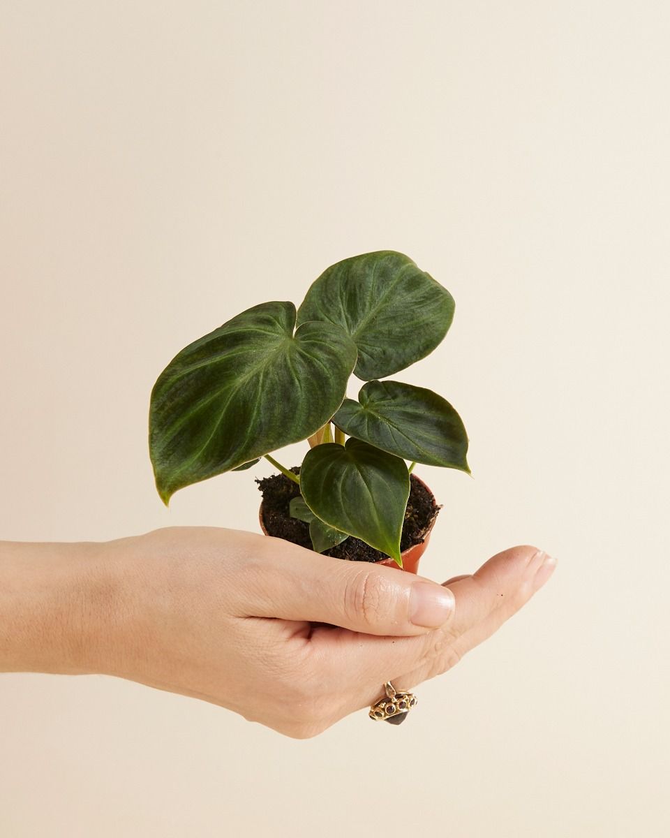 Shop Philodendron Verrucosum S online | PLNTS.com