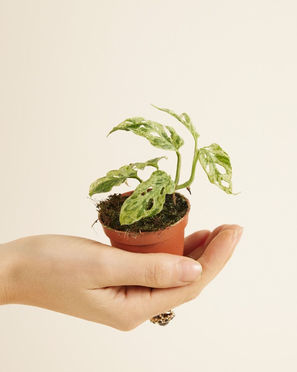 Acheter Monstera Frozen Freckles S (Plante-gruyère) en ligne | PLNTS.com