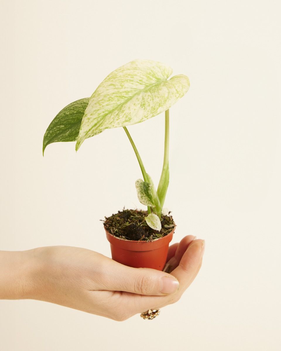 Shop Monstera online | PLNTS.com