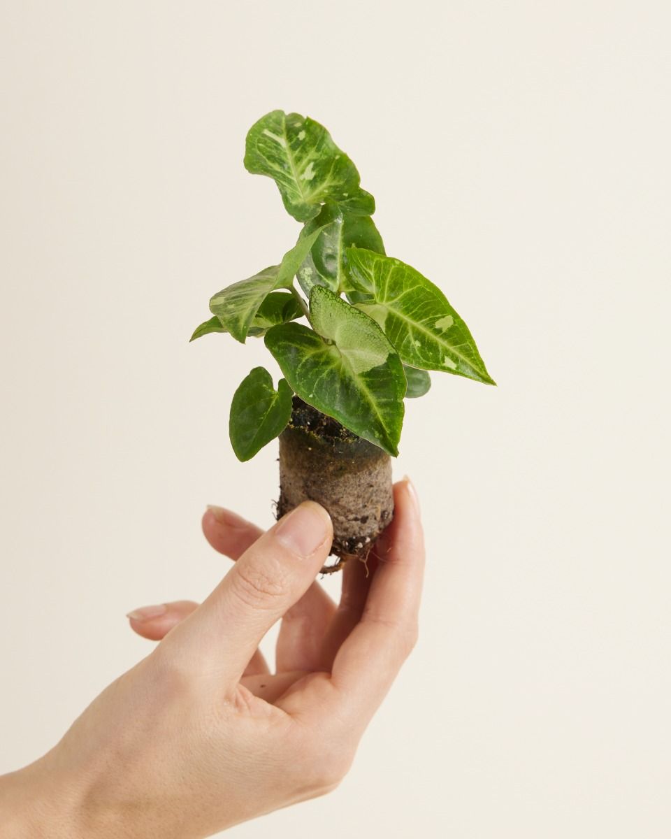 Shop Syngonium Panda S (Arrowhead) online | PLNTS.com