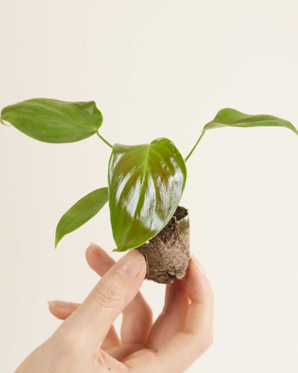 Shop Philodendron Grandipes S online | PLNTS.com