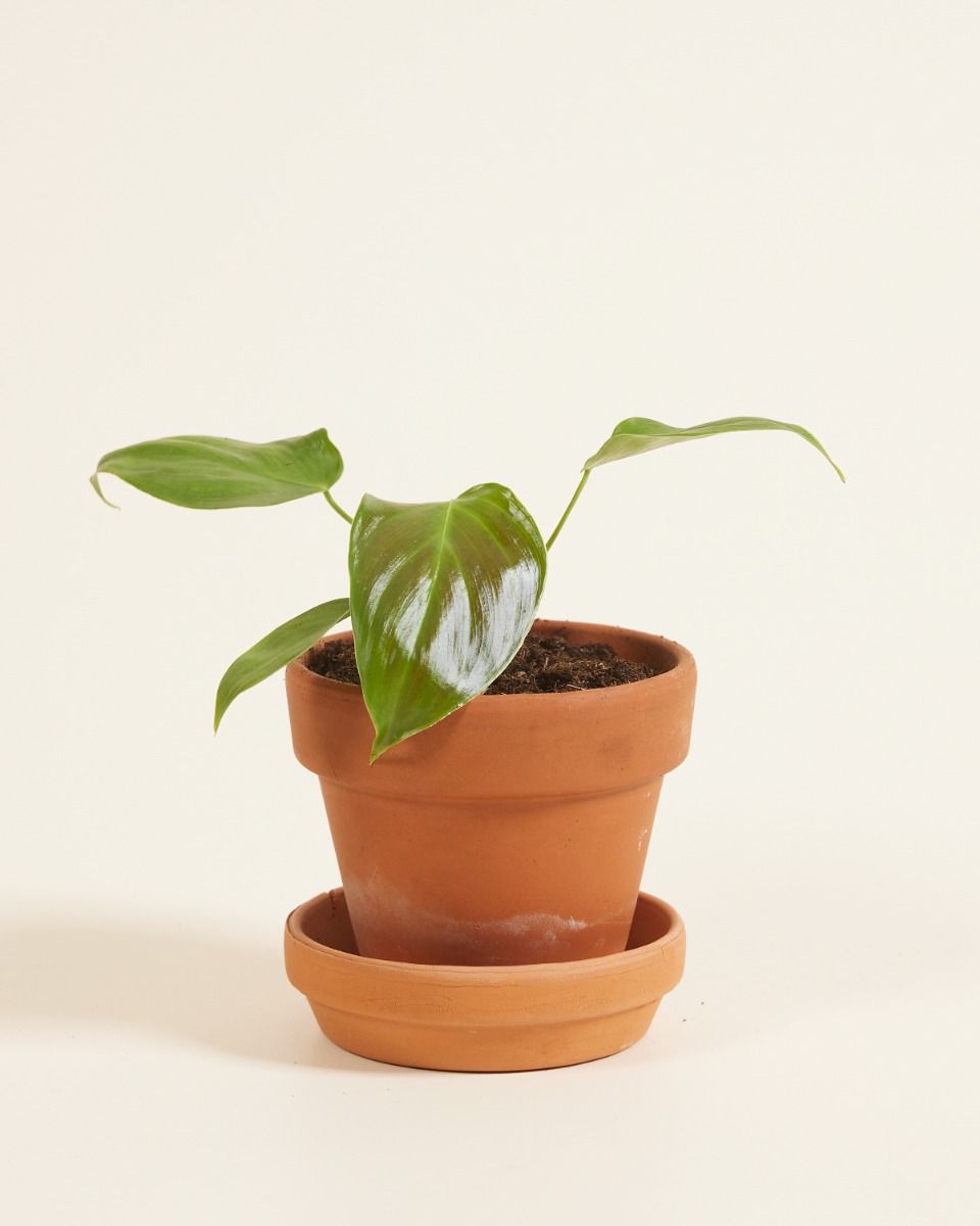 Shop Philodendron Grandipes S online | PLNTS.com