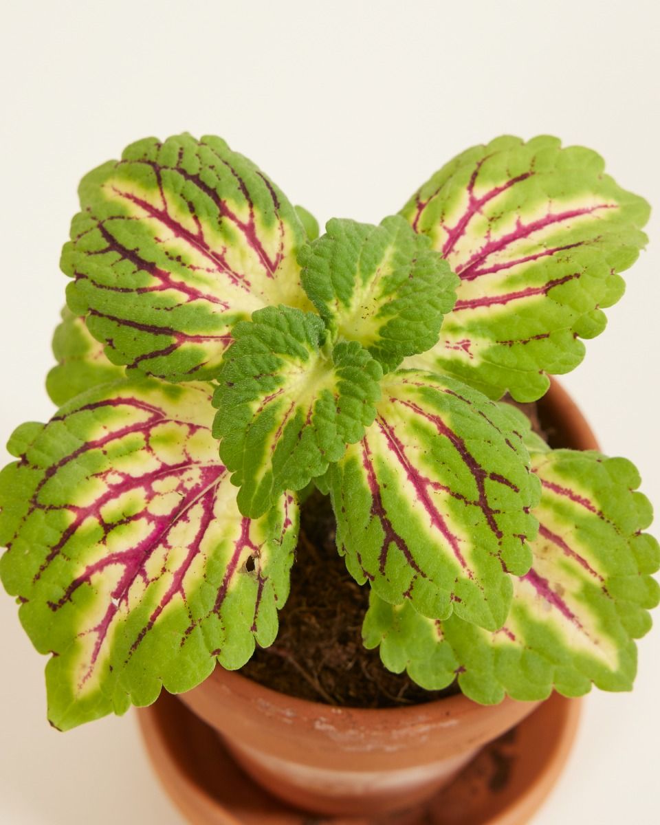 Coleus Spacecake S (Spurflower) online kaufen | PLNTS.com