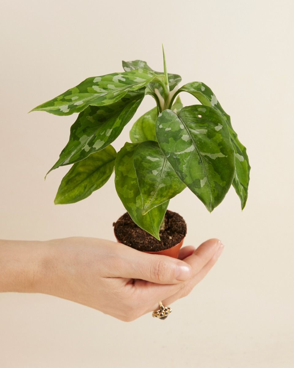 Shop Aglaonema Tricolor S (Chinese Evergreen) online | PLNTS.com