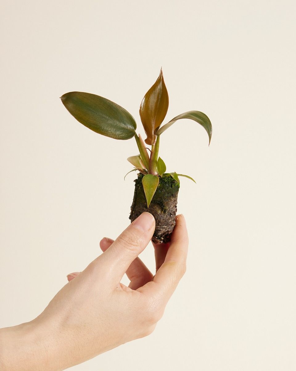 Shop Philodendron Florida Bronze S online | PLNTS.com
