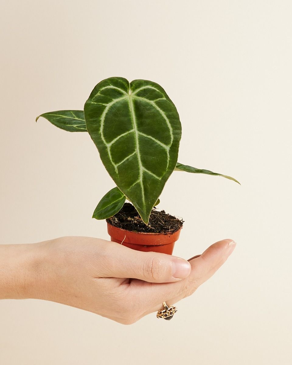 その他観葉植物 Anthurium Crystallinum x Regale Anthurium crystallinum x regale | Plants | GrowTropicals.com