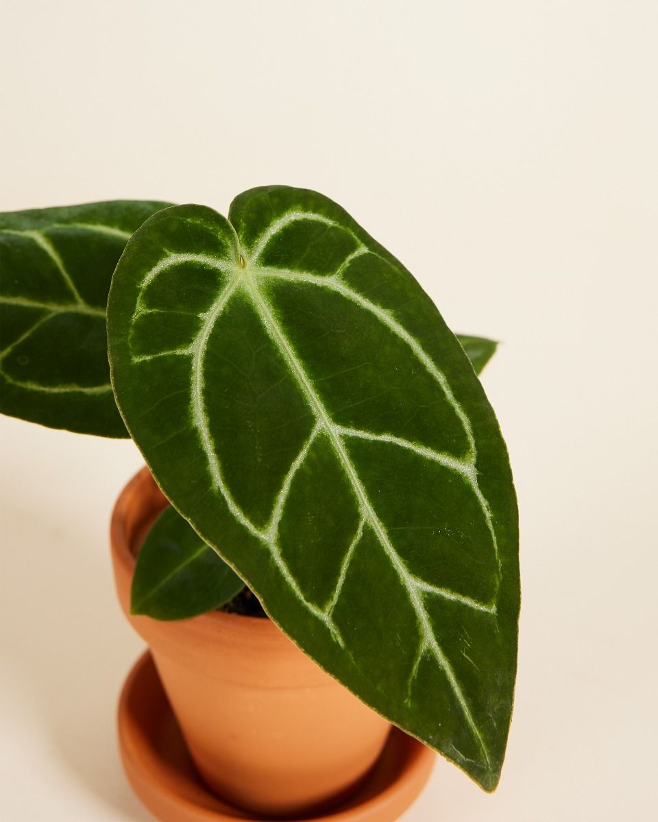 Shop Anthurium Crystallinum x Regale S online | PLNTS.com