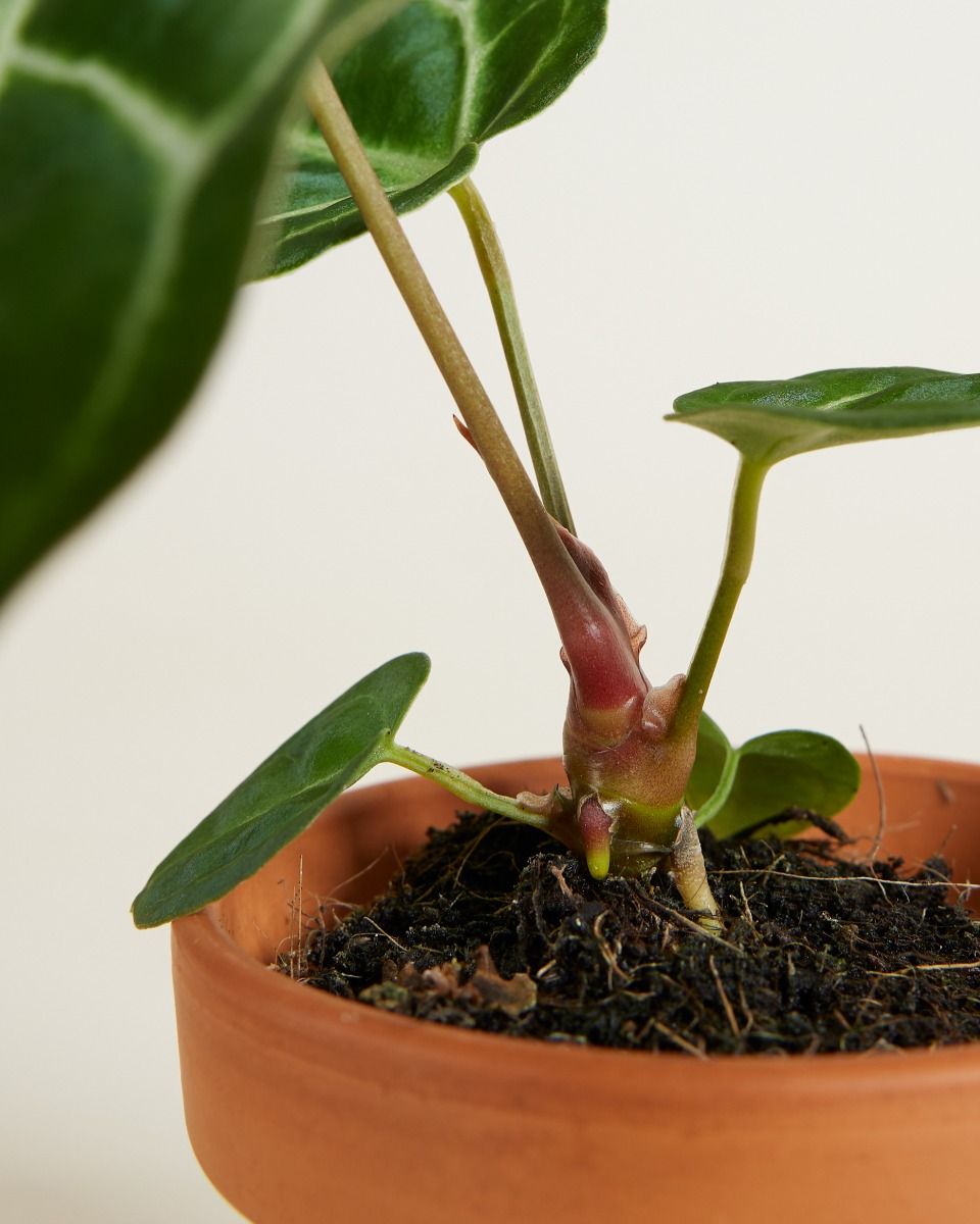 Shop Anthurium Crystallinum x Regale S online | PLNTS.com