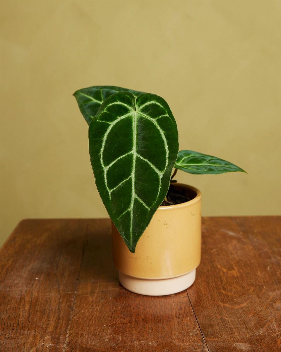 その他観葉植物 Anthurium Crystallinum x Regale Root Houseplants - Shop Anthurium crystallinum x regale