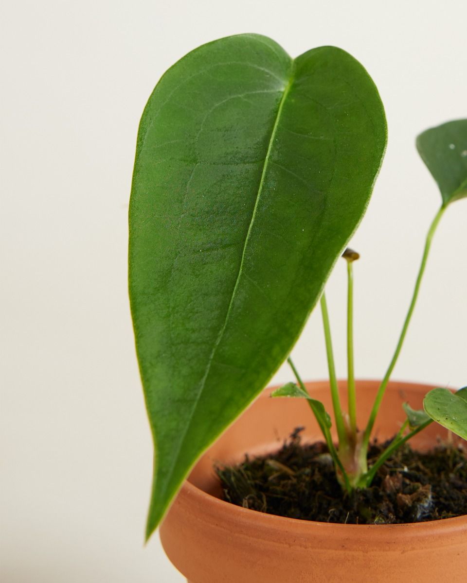 Shop Anthurium Peltigerum S online | PLNTS.com