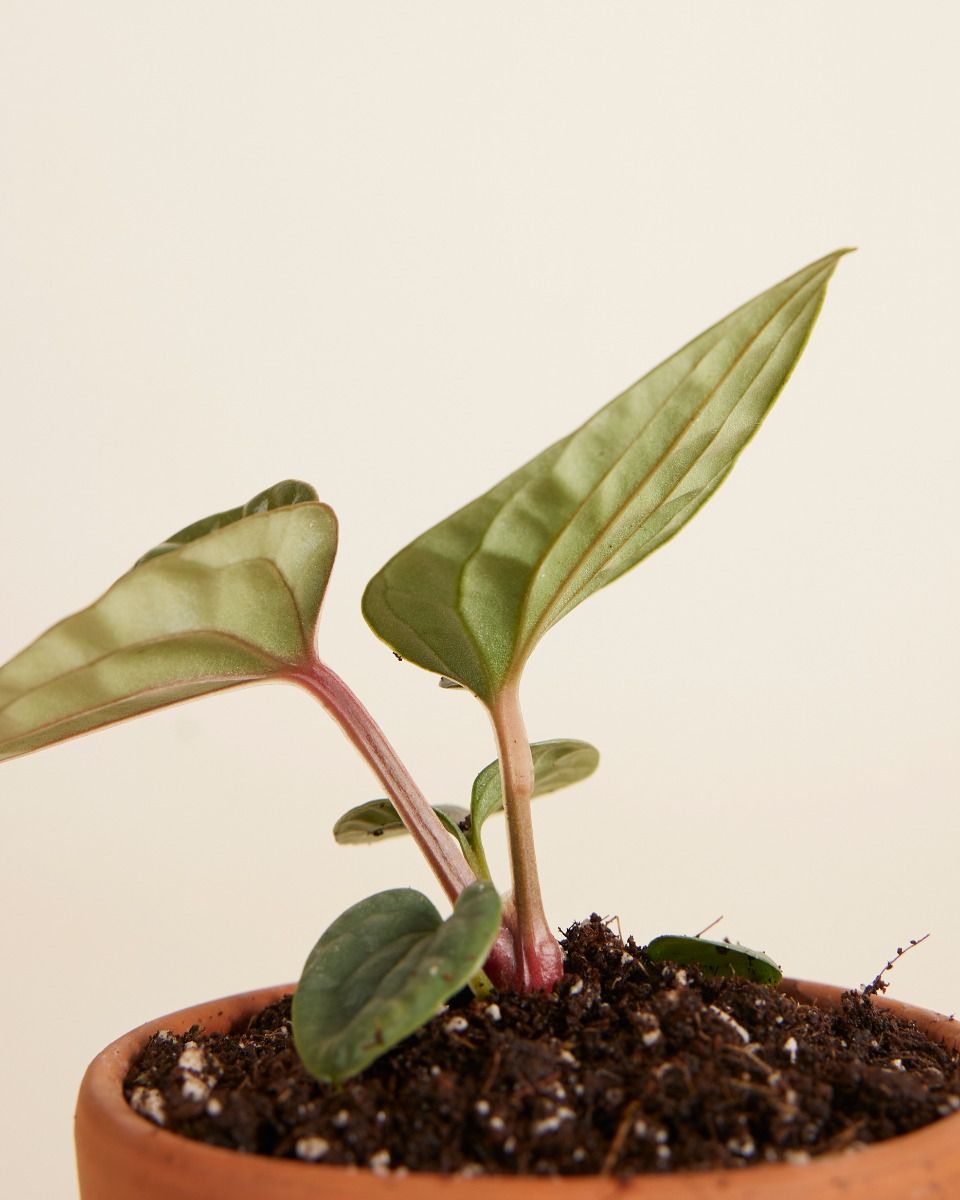 Shop Anthurium Luxurians x Radicans M online | PLNTS.com
