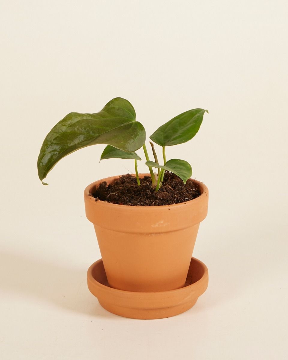 Shop Anthurium Queen of Hearts M (Flamingo flowers) online Shop Anthurium Queen of Hearts M (Flamingo flowers) online
