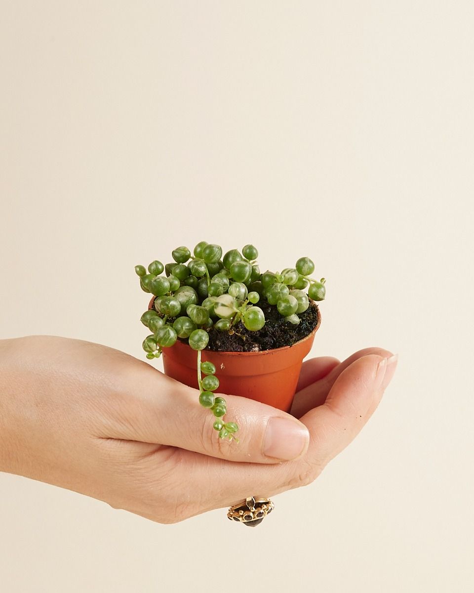 Shop Senecio Rowleyanus Variegated S String Of Pearls Online Plnts