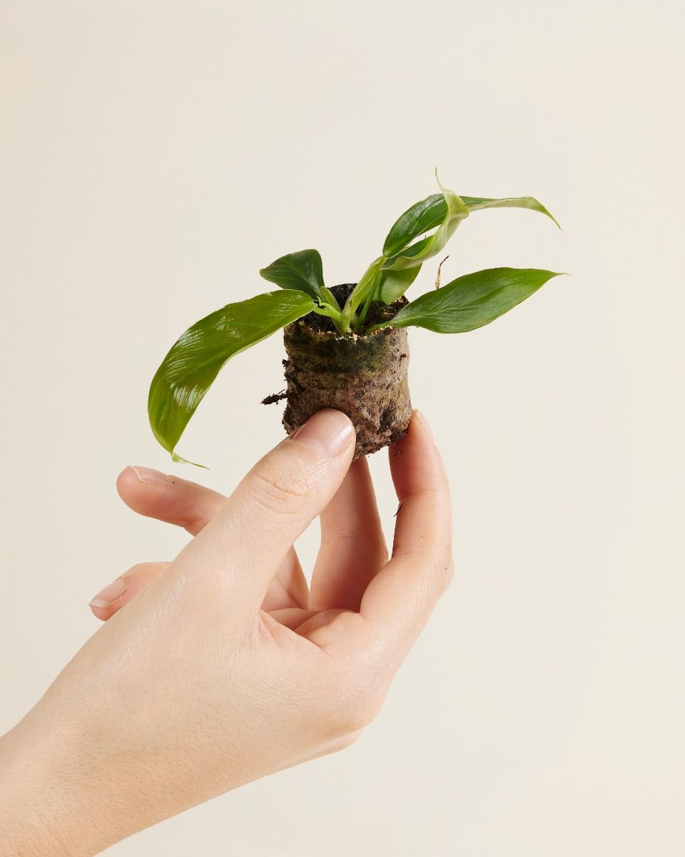 Shop Philodendron Patriciae S online | PLNTS.com