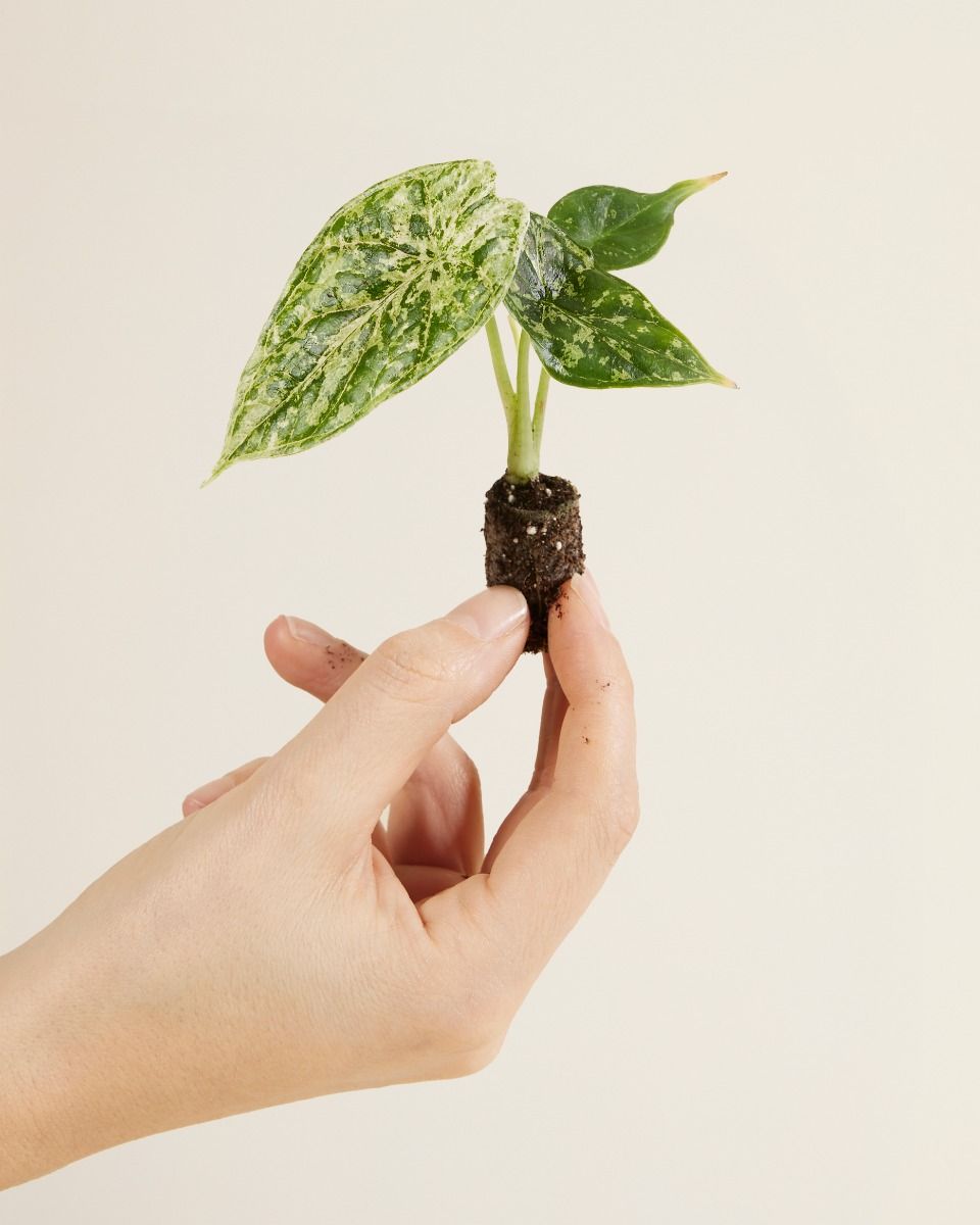 Alocasia Dragon Scale mint var. 2本セット Alocasia Dragon Scale Mint, Var. 4in – Blossom + Branch