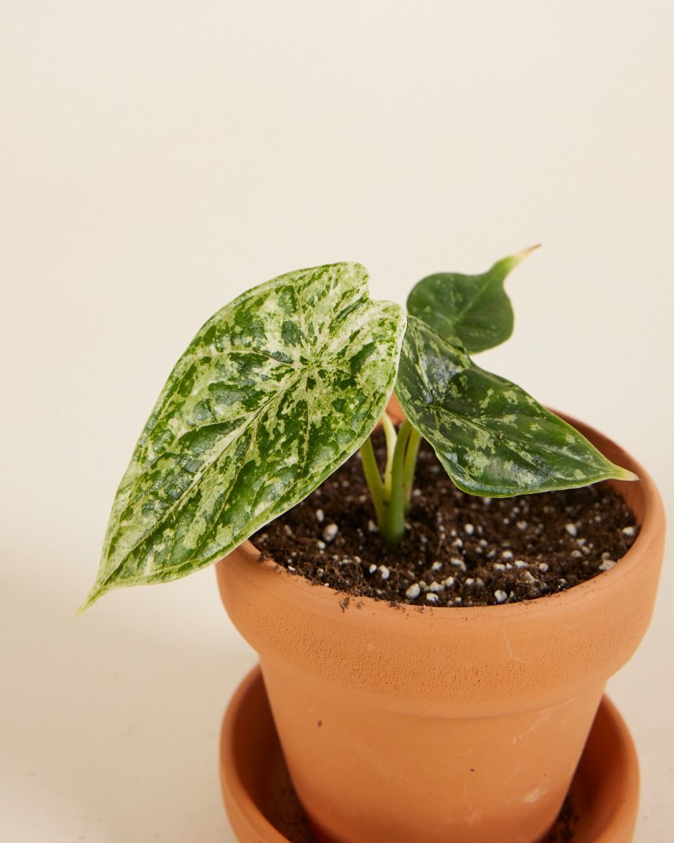 Shop Alocasia Dragon Scale Mint Variegated S online | PLNTS.com Shop Alocasia Dragon Scale Mint Variegated S online | PLNTS.com
