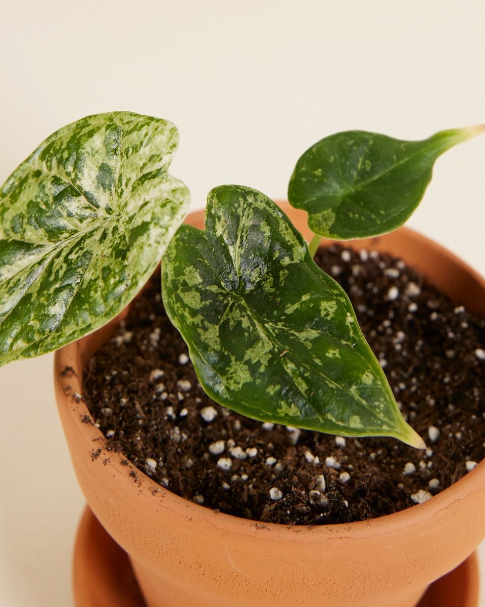 Shop Alocasia Dragon Scale Mint Variegated S online | PLNTS.com