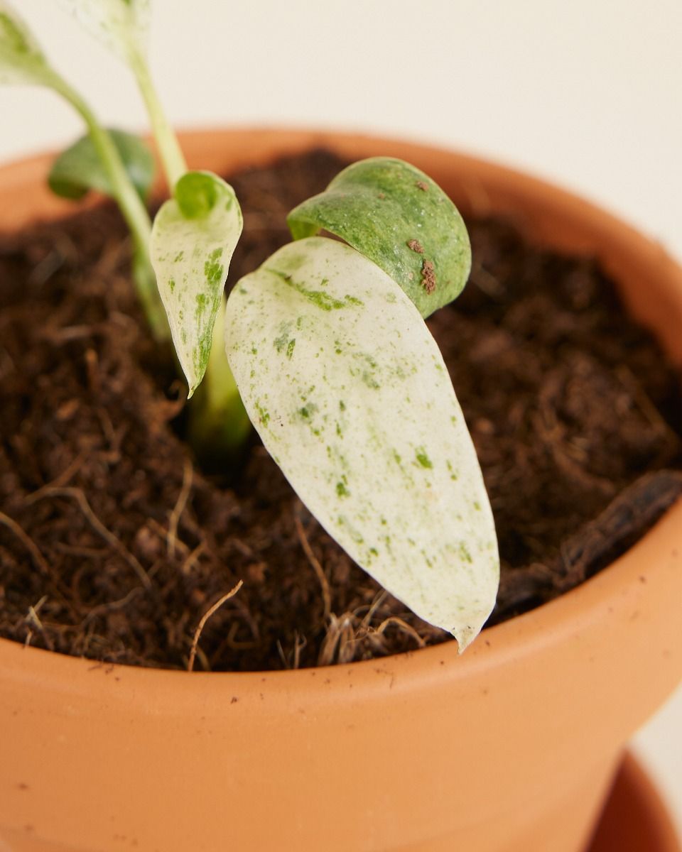 Shop Rhaphidophora Puberula Variegata S online | PLNTS.com