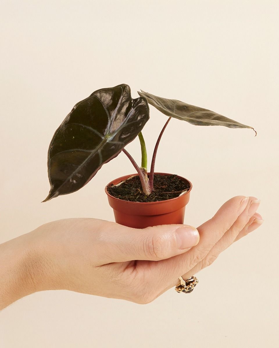 Shop Alocasia Suhirmaniana Red Petiole S (Elephant Ears) online