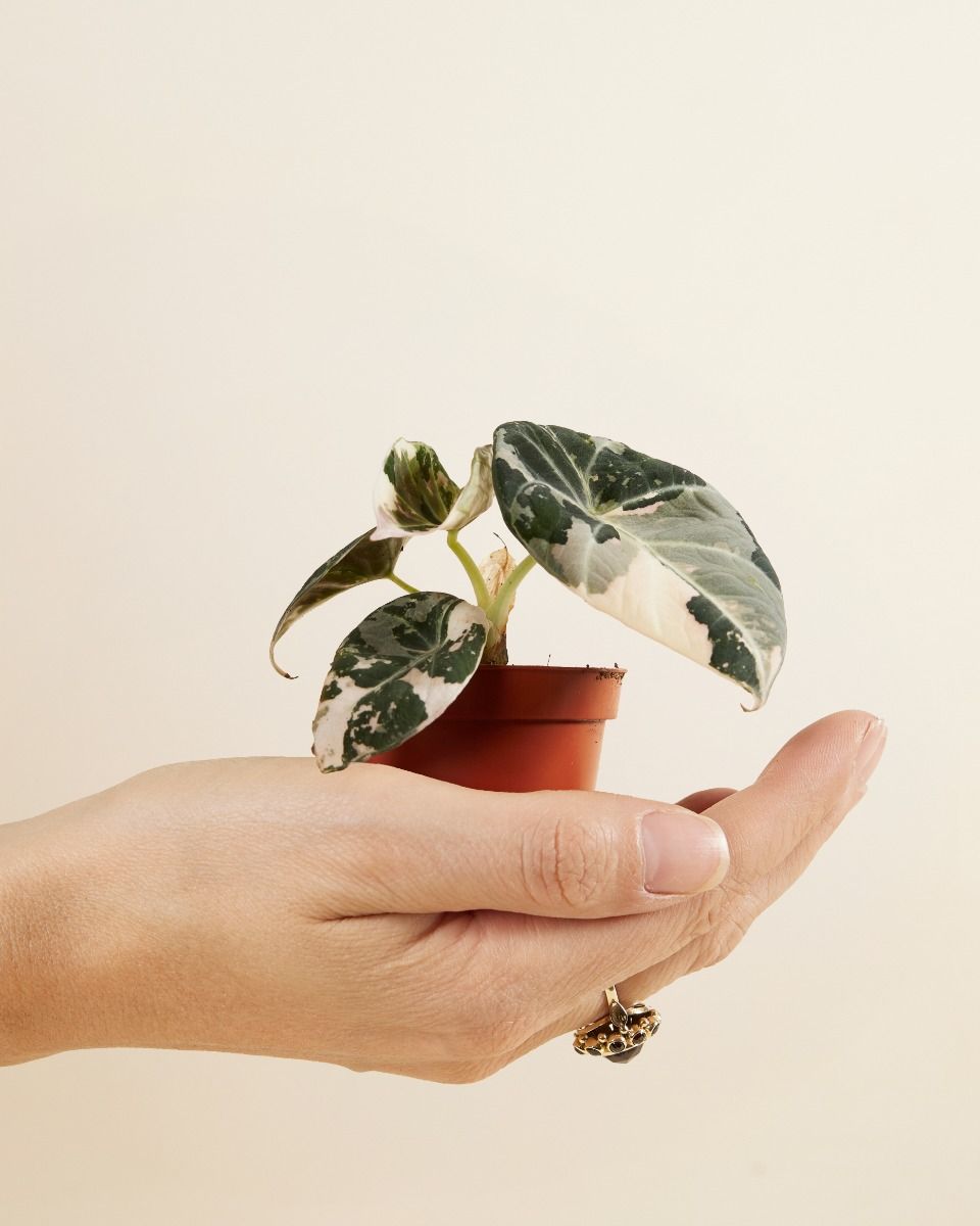 Shop Alocasia Black Velvet Pink Albo Variegated S (Elephant Ear