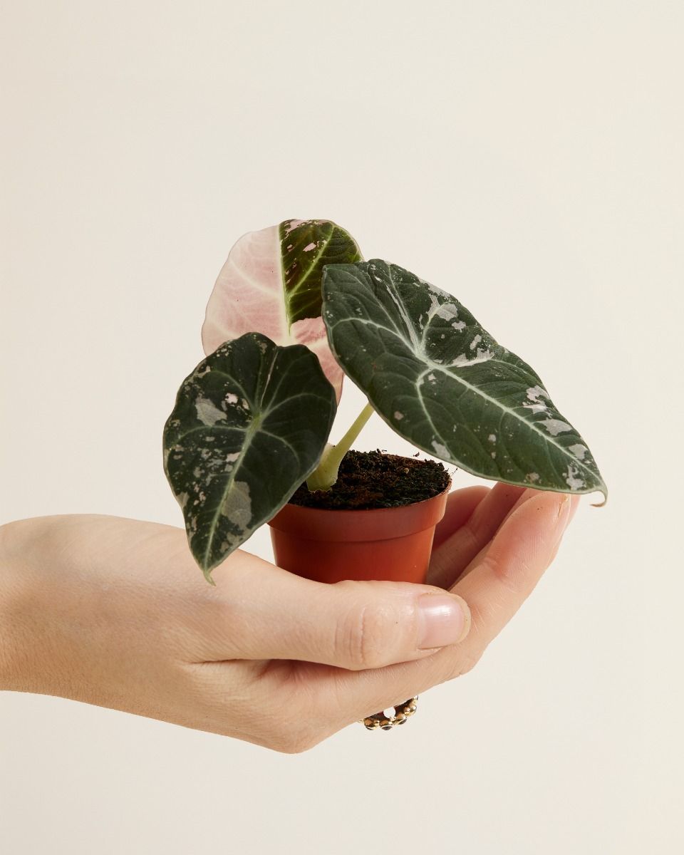 その他観葉植物 Alocasia Black Velvet Pink Albo pl.s.m.233-1.jpg