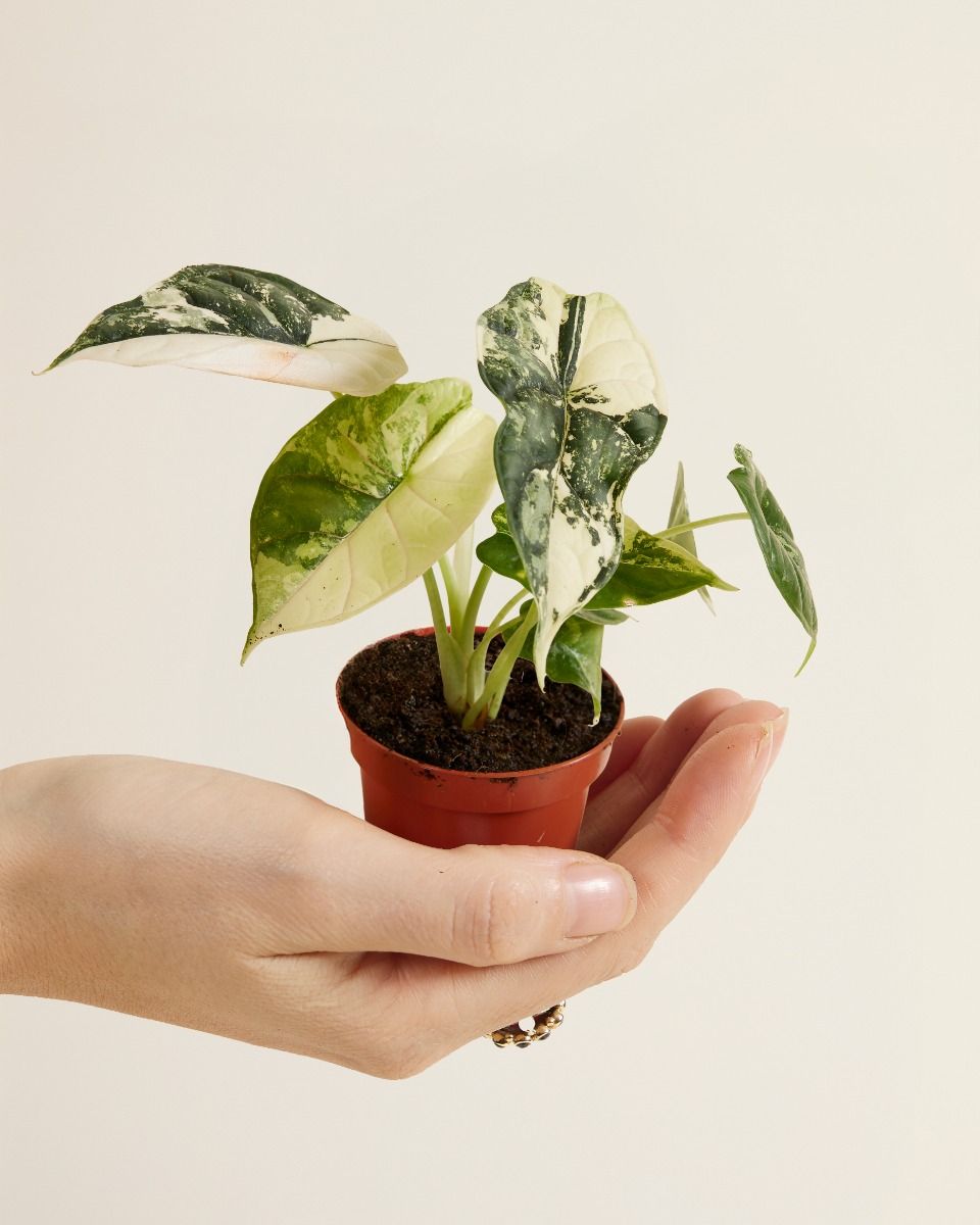 Shop Alocasia Dragon Scale Albo Variegated S online | PLNTS.com