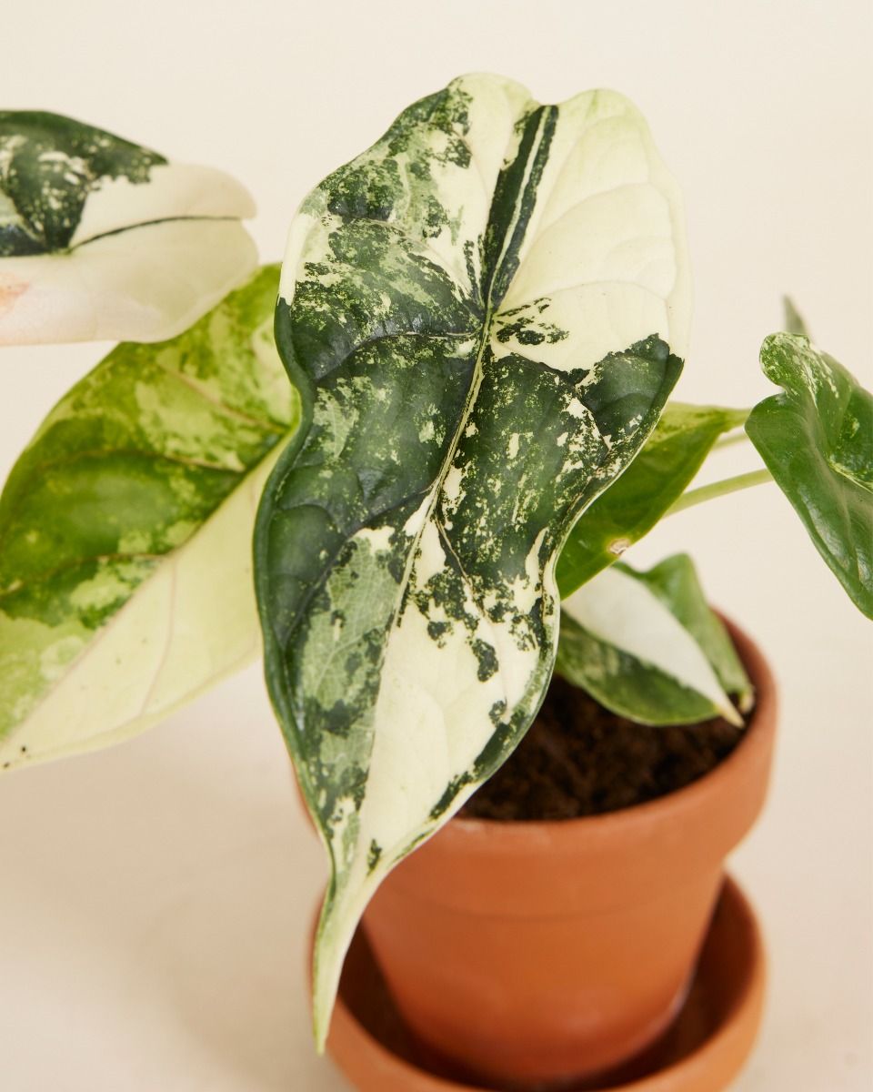 その他観葉植物 Alocasia Dragon Scale Marble Variegated その他観葉