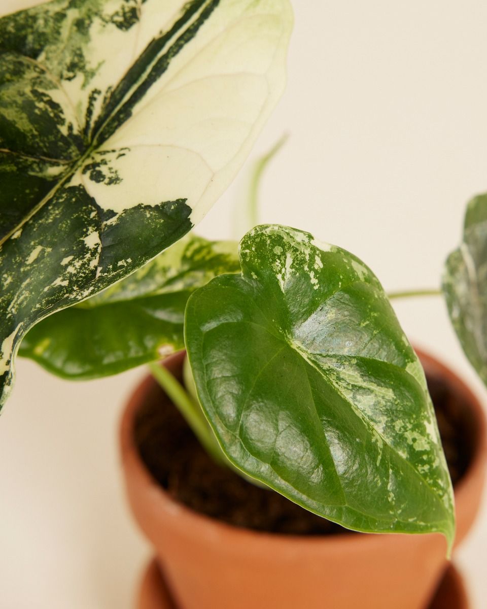 Shop Alocasia Dragon Scale Albo Variegated S online | PLNTS.com