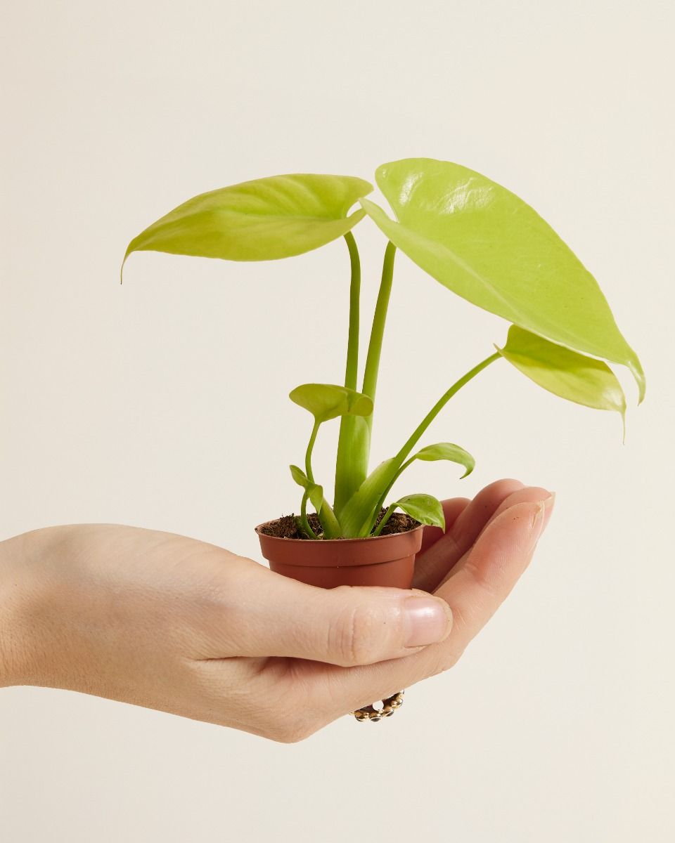 Shop Monstera Deliciosa Golden | PLNTS.com online | PLNTS.com