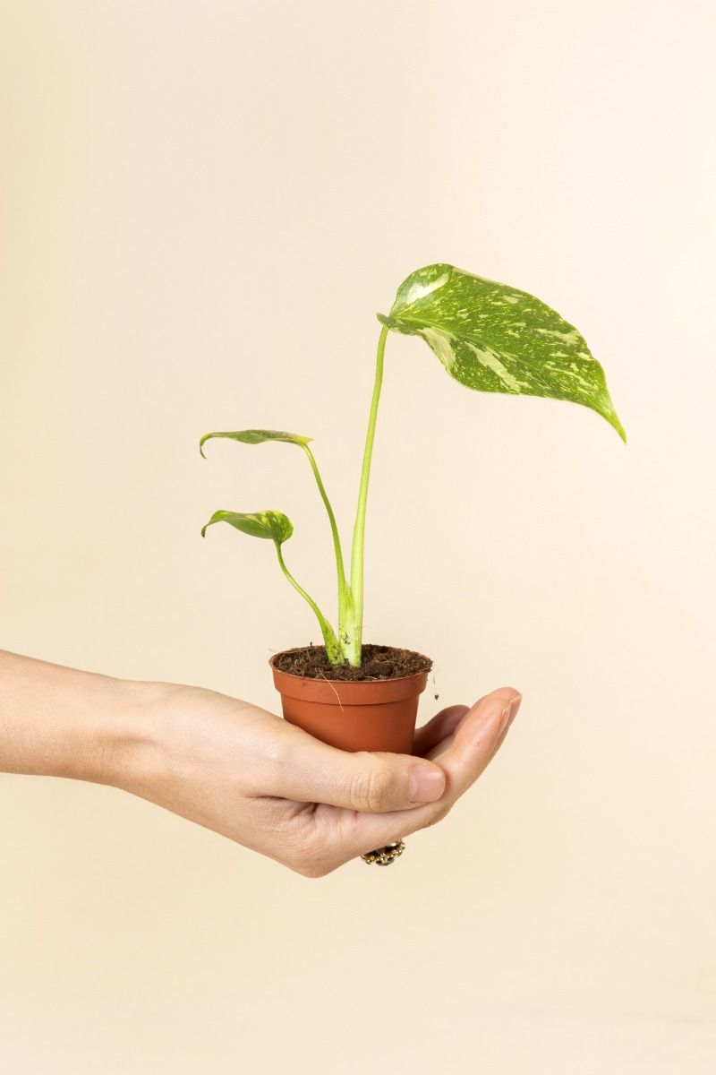 Shop Monstera Deliciosa Electrolyte S (Swiss Cheese plant) online