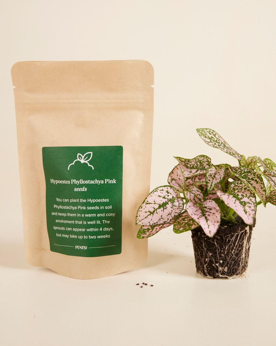 Indoor Houseplant Seeds 50+ Polka Dot Plant Seeds (Hypoestes Phyllostachya)  - In Red, Pink, White & Rainbow Mix Sunflower Seeds For Planting
