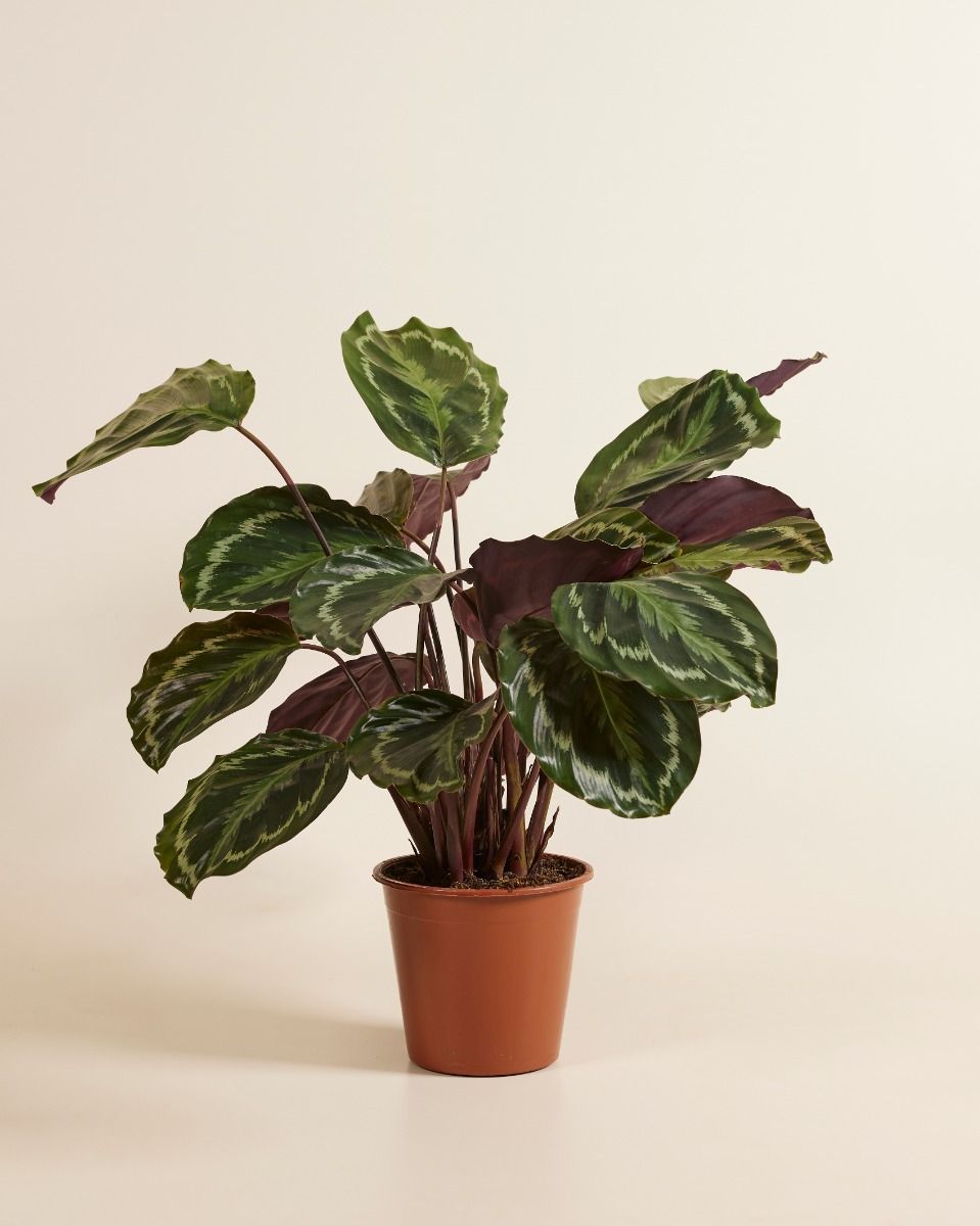 dracena janet craig Costa Farms 14 inch Tall Dracaena Janet Craig, Bright Indirect Sunlight, Indoor Live House Plants, Size: Medium, Green